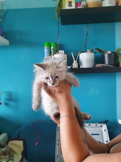 3 wunderschöne Neva Masquarade - Neva Masquarade - Berlin