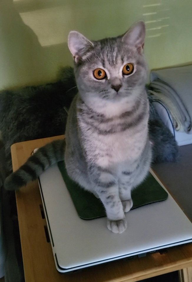 Wunderschöne BKH Katze - British Kurzhaar - Koblenz