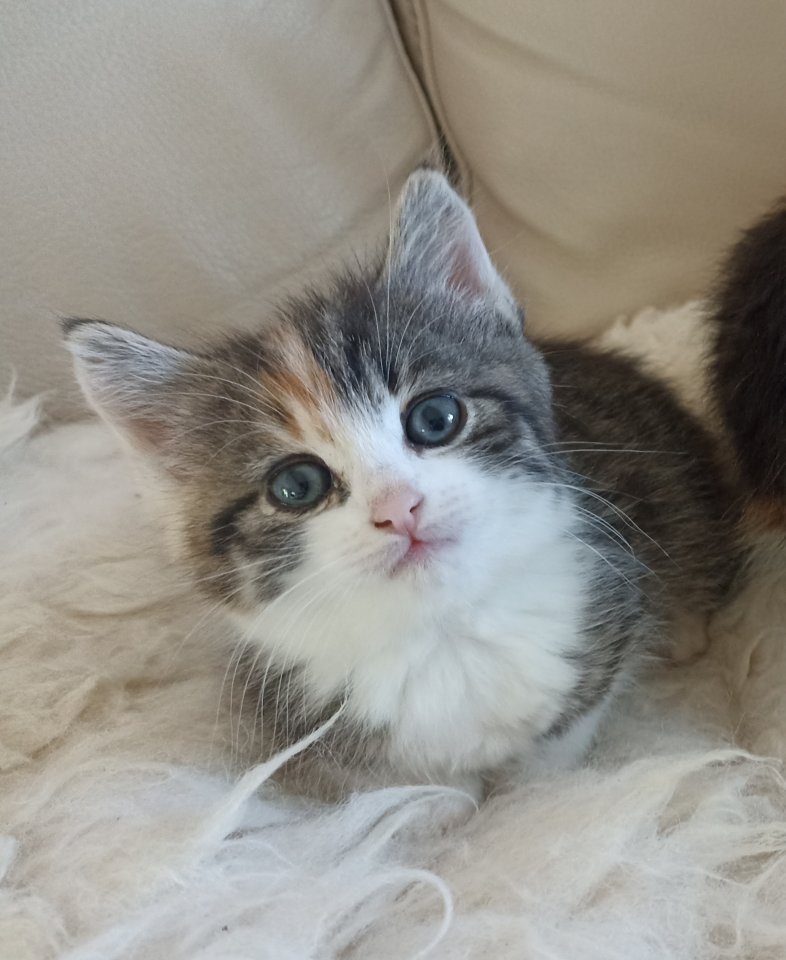 Glückskätzchen, Kleine Kätzchen, Kitten - Hauskatzen - 86682 Genderkingen (Bayern)
