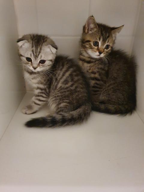 BKH mix kitten  - British Kurzhaar - München