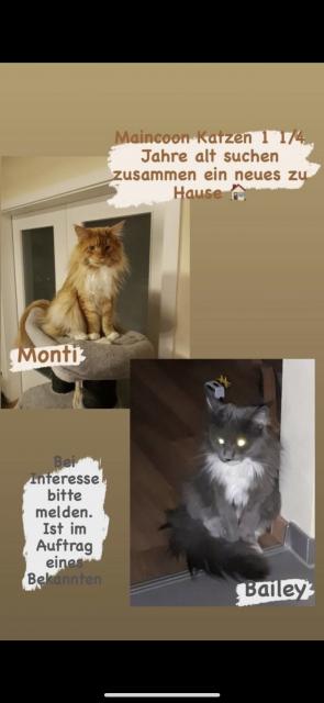 2 Maincoon Katzen 1 1/2 Jahre in liebevolle Hände abzugeben - Maine Coon - Goldbach