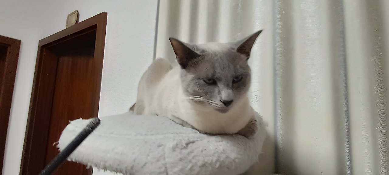 Siam Deckkater Blue Point Reinrassige - Deckkater - Leimen