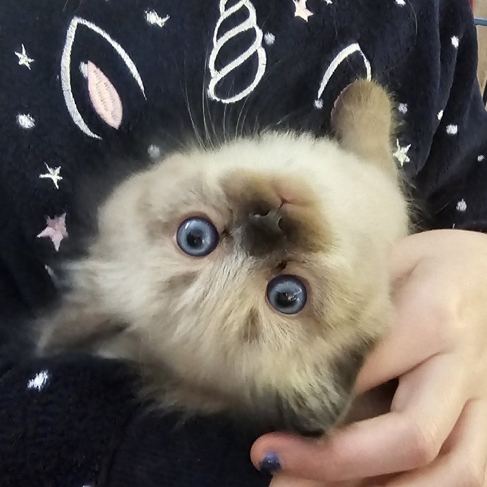 Neva Masquarade Kater mit Stammbaum auszugsbereit ab Mitte Februar - Neva Masquarade - Karstädt