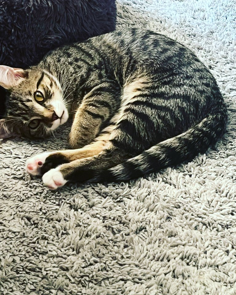 Europäische Kurzhaarkatze - Freigaenger - Berlin