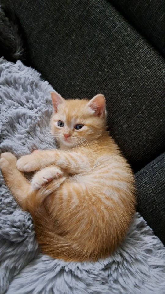 BKH-kitten Red-tabby-kater - British Kurzhaar - Buxheim