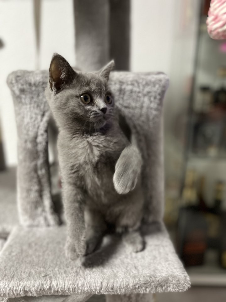 BKH Kitten grau ab dem 18.11 abgabebereit - British Kurzhaar - Kerpen