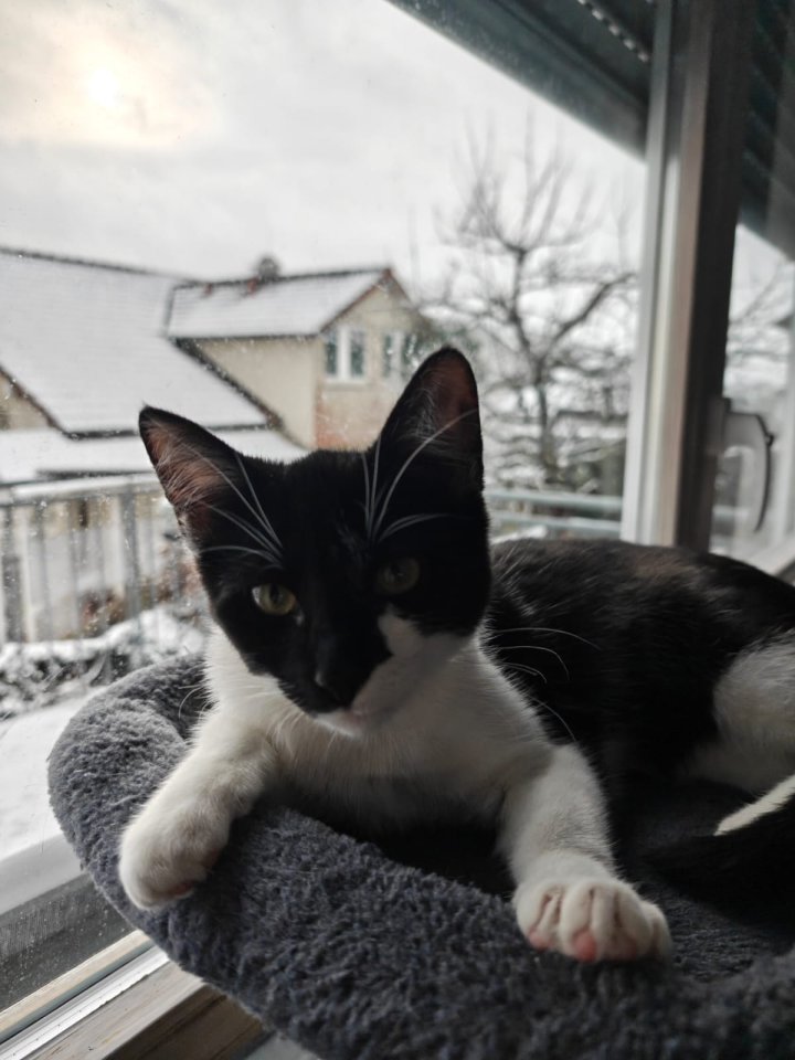 Aus gesundheitlichen Gründen bitte dringend zwei weibliche Mischlingskatzen zu v - Mischling - Mötzingen