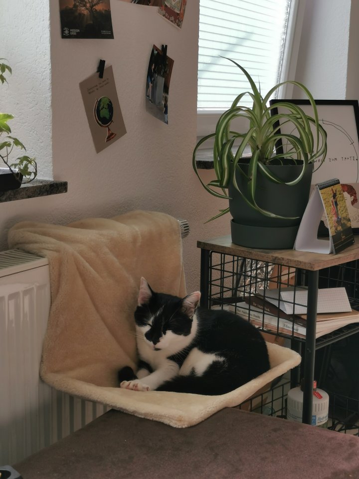 Allergienotfall! Verschmuste, freundliche Katze - Freigaenger - Radolfzell