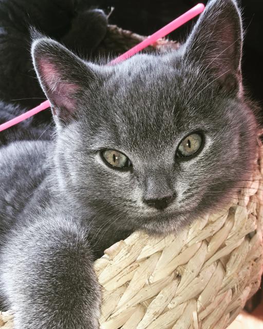 Russisch Blau BKH Kitten - Russisch Blau - Frankfurt am Main