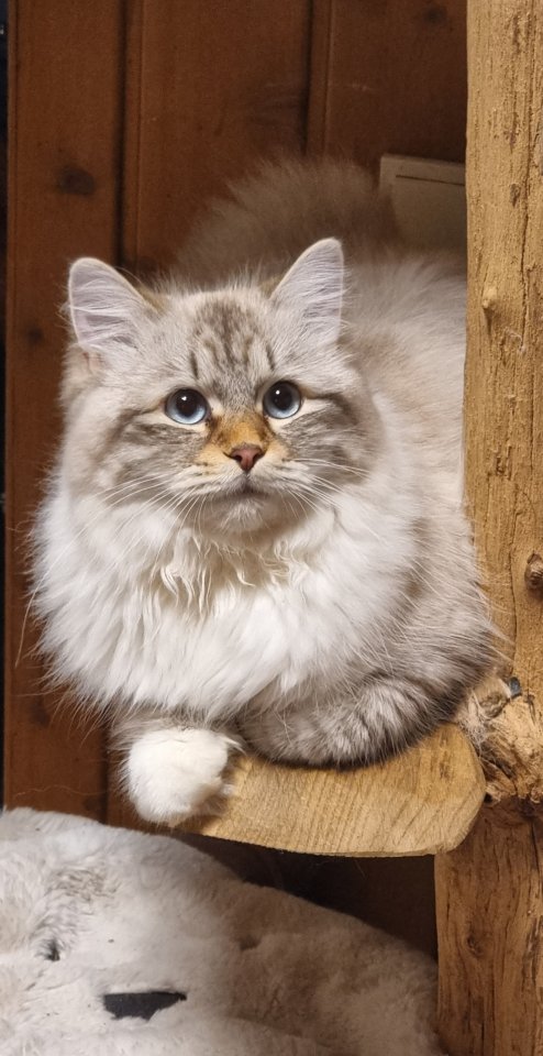 Neva-Masquarade & Sibirische WaldKatzen mit exzellente Stammbaum - Neva Masquarade - recklinghausen