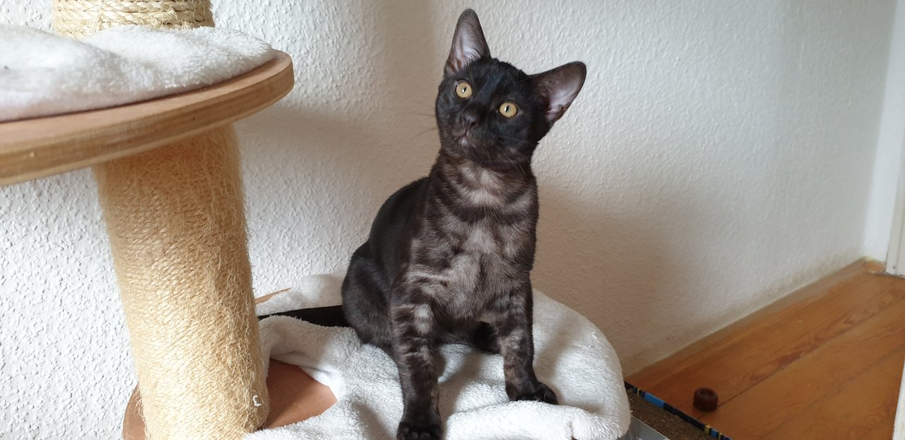 Seltener silver smoke Bengal Kater Abholbereit - Bengal - Haßloch