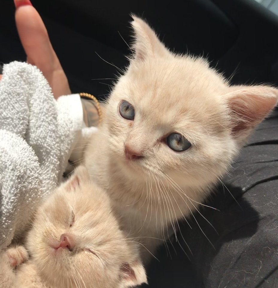 Scottish fold Kitten britisch Kurzhaar Bkh - British Kurzhaar - Hannover 