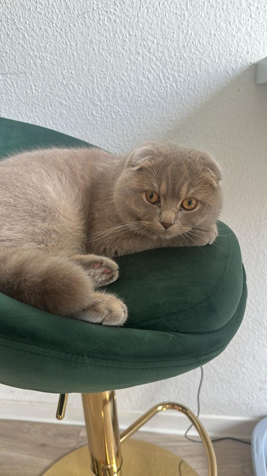 Kater Kater Kater Kater - Hauskatzen - Berlin