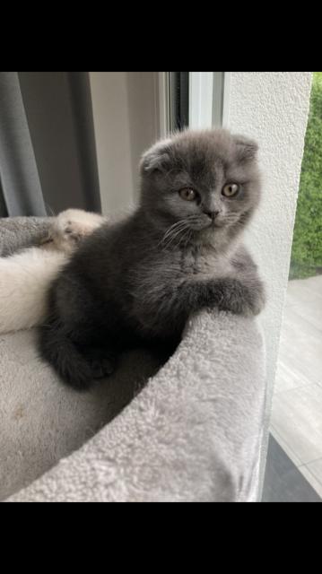 Scottish fold Kitten weiblich grau blau  - Scottish Fold - Düsseldorf 