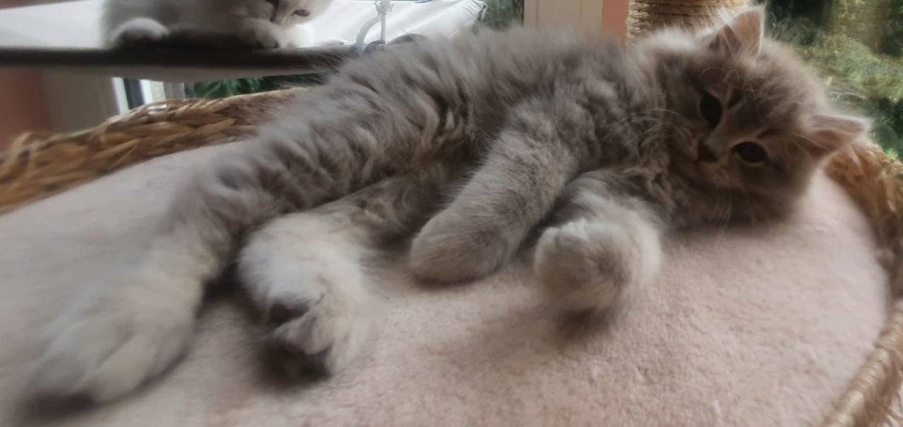 Edelmixkitten Katerchen - Mischling - Bad Blankenburg