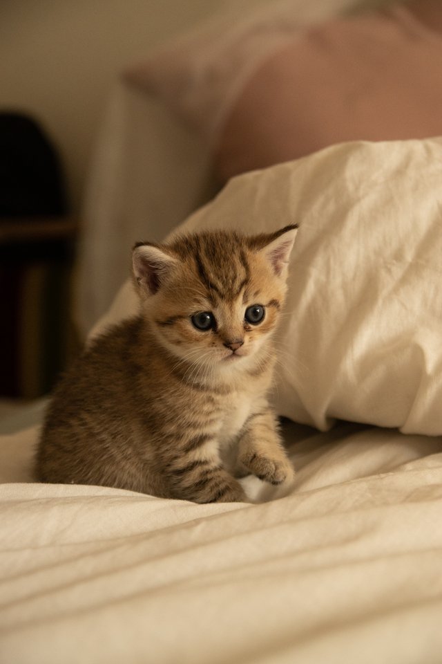 Süße BKH Kitten, British Kurzhaar Katzenbabys - British Kurzhaar - Hamburg