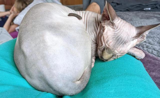 Sphynx Baby sucht ein schönes Zuhause  - Sphynx - Parchim - Landkreis - Barnin