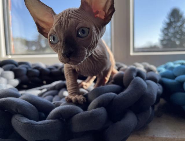 Reinrassige Canadian Sphynx Kitten mit Tasthaaren - Sphynx - Dortmund