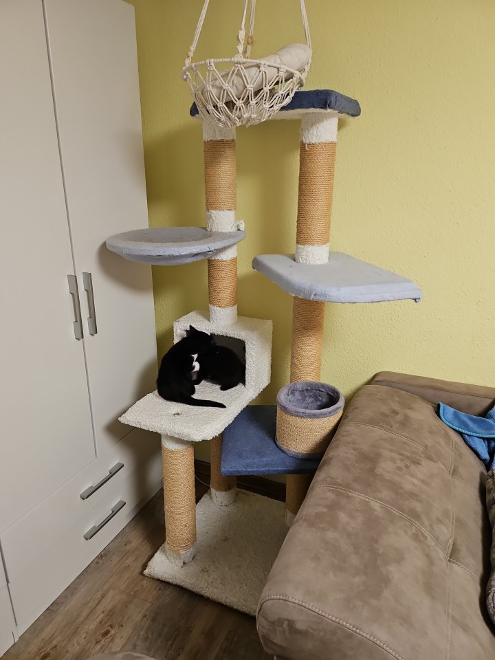 Bkh kitten suchen neues zuhause - British Kurzhaar - Mönchengladbach