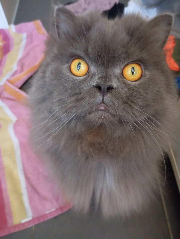 Perserkater sucht neues Zuhause - Hauskatzen - Nauheim