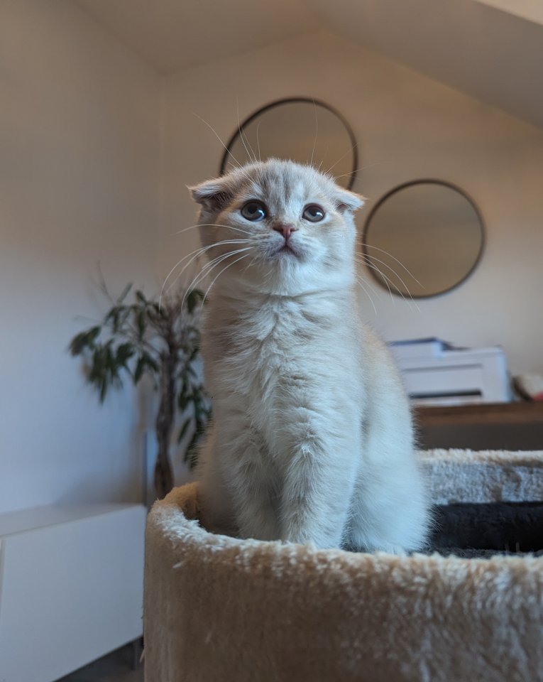 BKH Mix Katze Kitten - Mischling - Mönchengladbach 