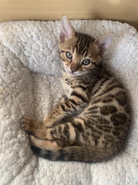 Wunderschöne Bengalkitten - Bengal - Ochsenhausen