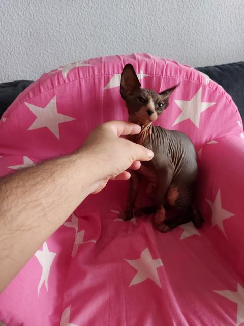 Sphynx katze - Sphynx - langen
