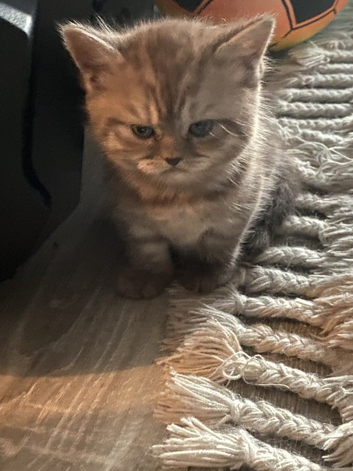 Bkh mix Kitten suchen ab sofort ihren neuen Dosenöffner - British Kurzhaar - Berlin
