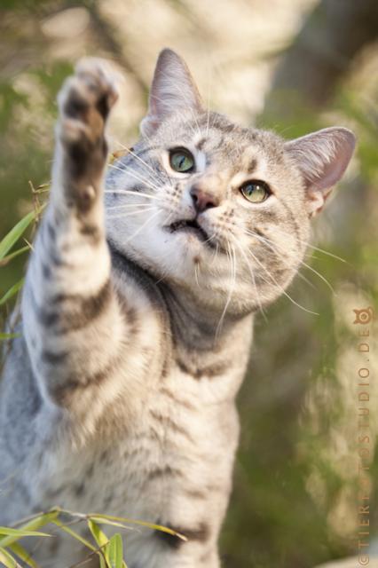 Verschmuster junger Ocicat Kater sucht ein neues Zuhause - Katzen Sonstige - Korschenbroich