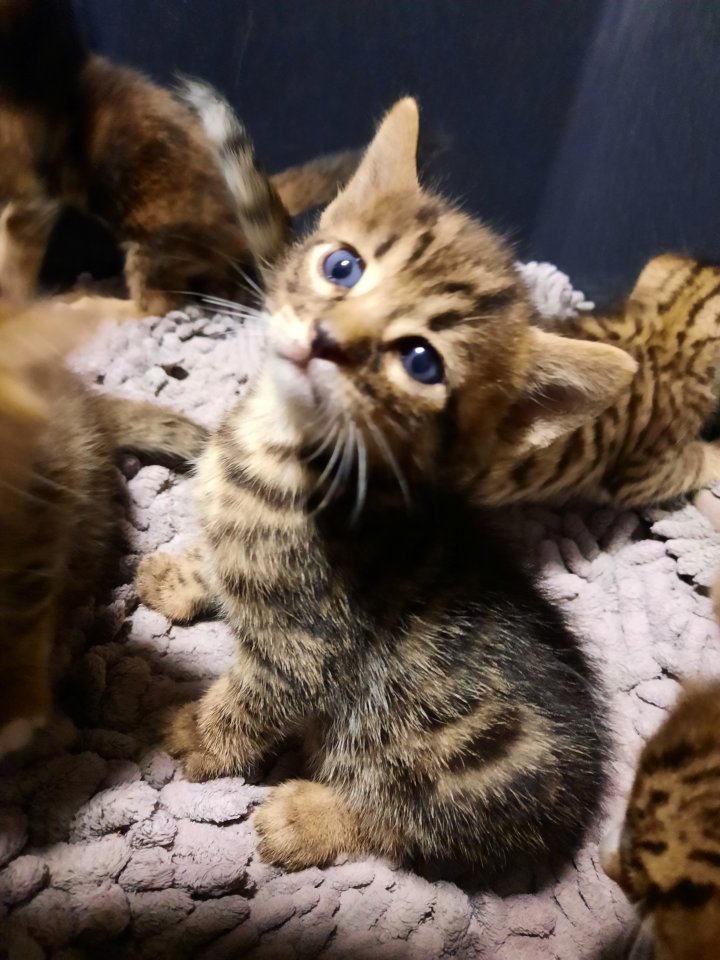 Reinrassige Bengal Kitten - Bengal - Vettweiß 