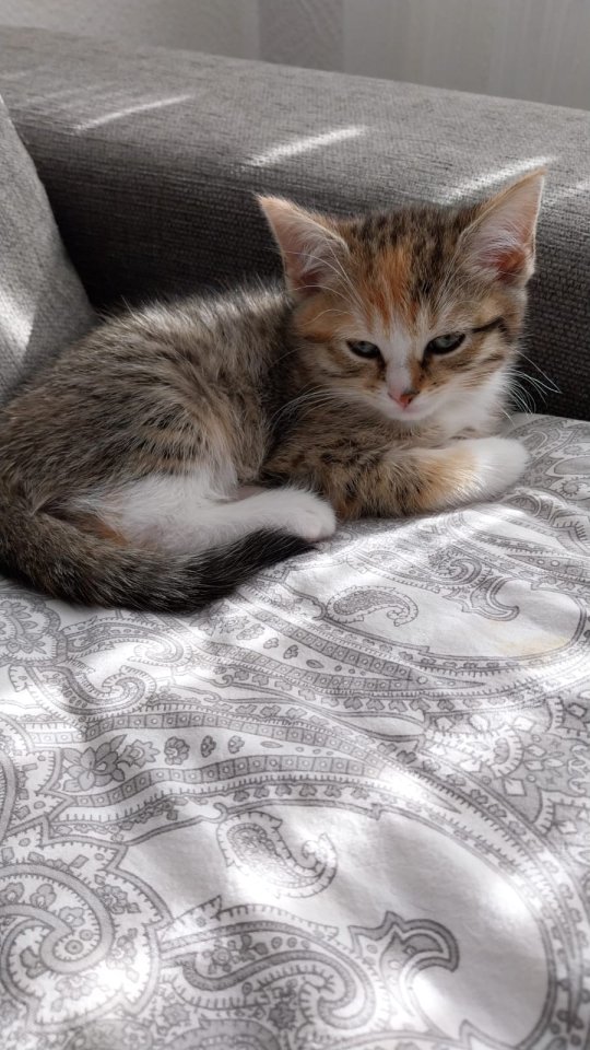 Kitten 3 Monate alt suchen ein liebevolles zuhause - Hauskatzen - Frechen