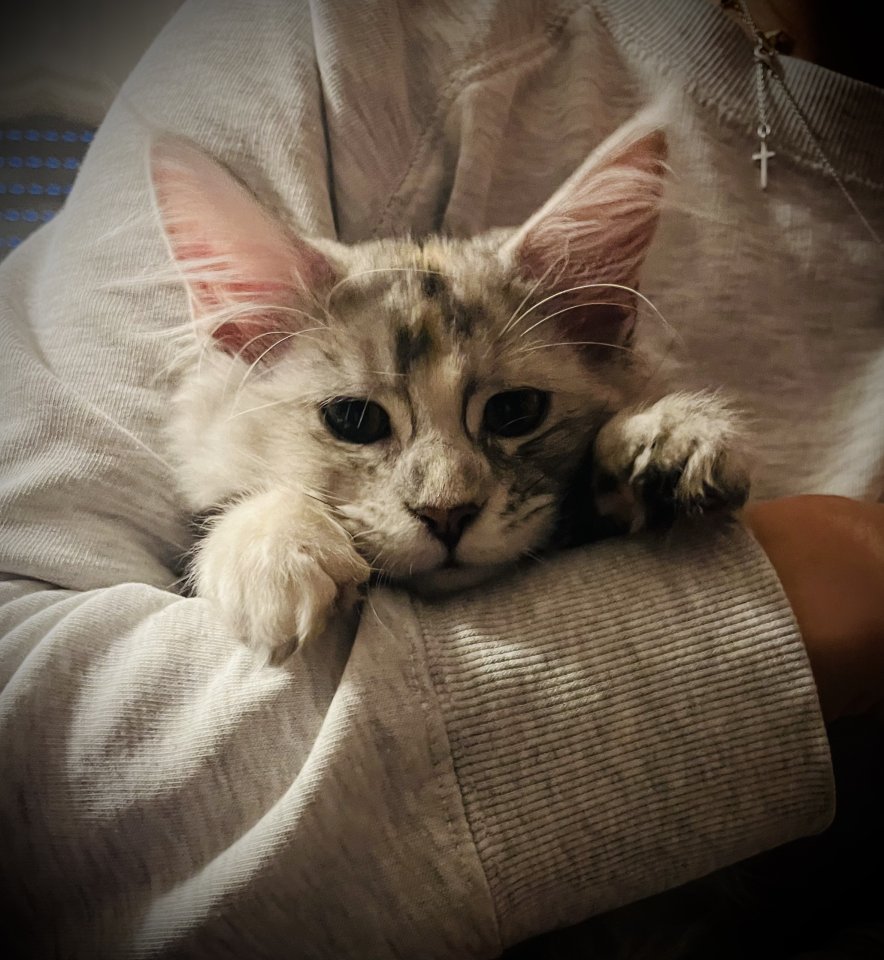 Maine Coon Kitten black silver torbie und red silver sehr hell mit Stammbaum - Maine Coon - Bad Bergzabern