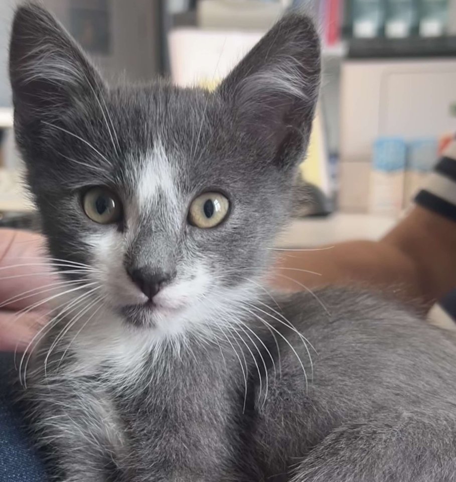 Kleiner grau-weisser Kater sucht liebevolles zu Hause - Mischling - Bad Doberan