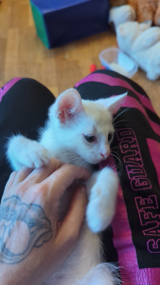 Katerchen sucht liebevolles Heim - Mischling - Schönberg