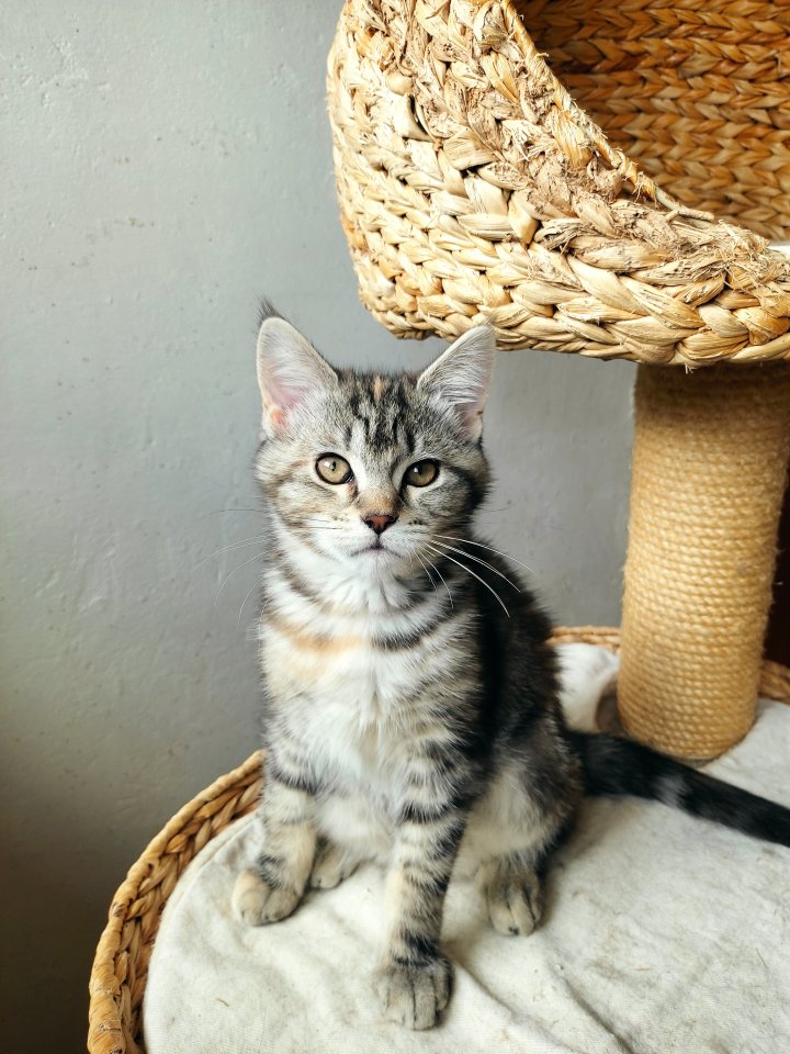 Drei Katzenbabys Main-Coon Britisch Kurzhaar Mix suchen ein Zuhause - Mischling - Lennestadt