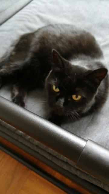 Edna - Komme auf die dunkle Seite der Macht! - Hauskatzen - Berlin