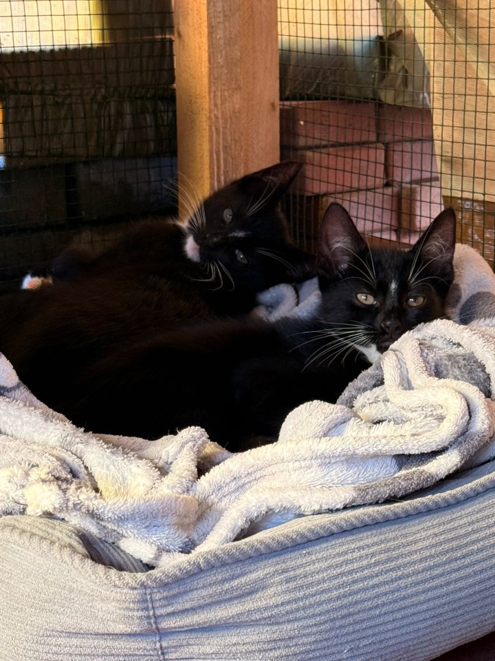 2 Katzenkinder und 4 katzenbabys - Hauskatzen - Gingst