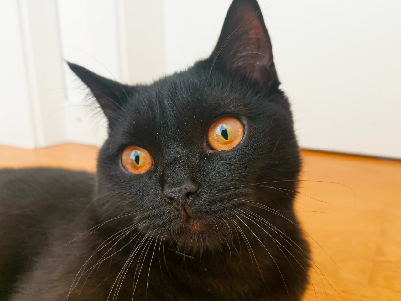 Kater BKH - schwarz/dunkelbraun - 8 Monate alt - British Kurzhaar - Icking
