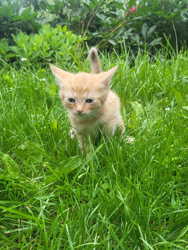 Katze Mixkatze Kitten junge Katze - Mischling - Königsee OT Rottenbach