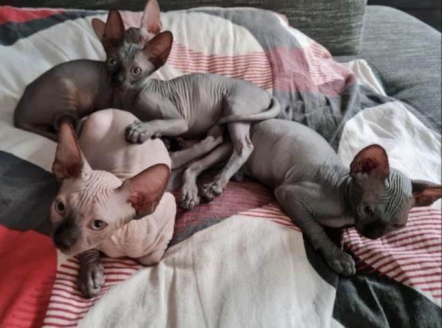 Sphynx Katzen 3 Jungs. - Katzen Sonstige - Dissen