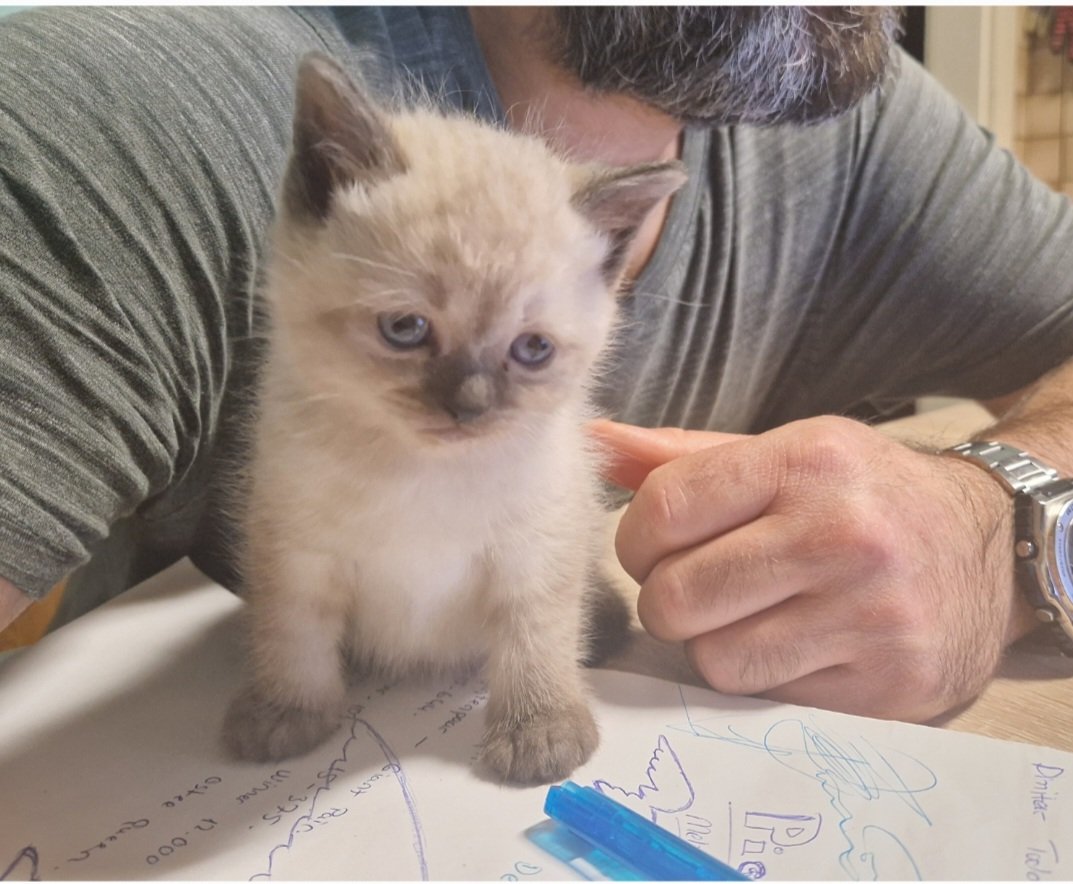5 süße Babykatzen Himalaya Kitten - Hauskatzen - Dautmergen