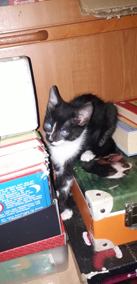 Verkaufe Katzenbabys, Muttertier kann besichtigt werden - Hauskatzen - Stetteldorf am Wagram