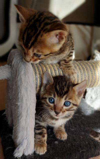 Süße Bengalkatzen zu verkaufen - Bengal - Böblingen