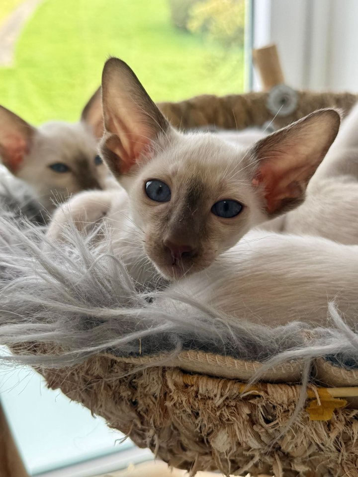 Siamkitten aus Zucht mit Herz - Siam - Stockach