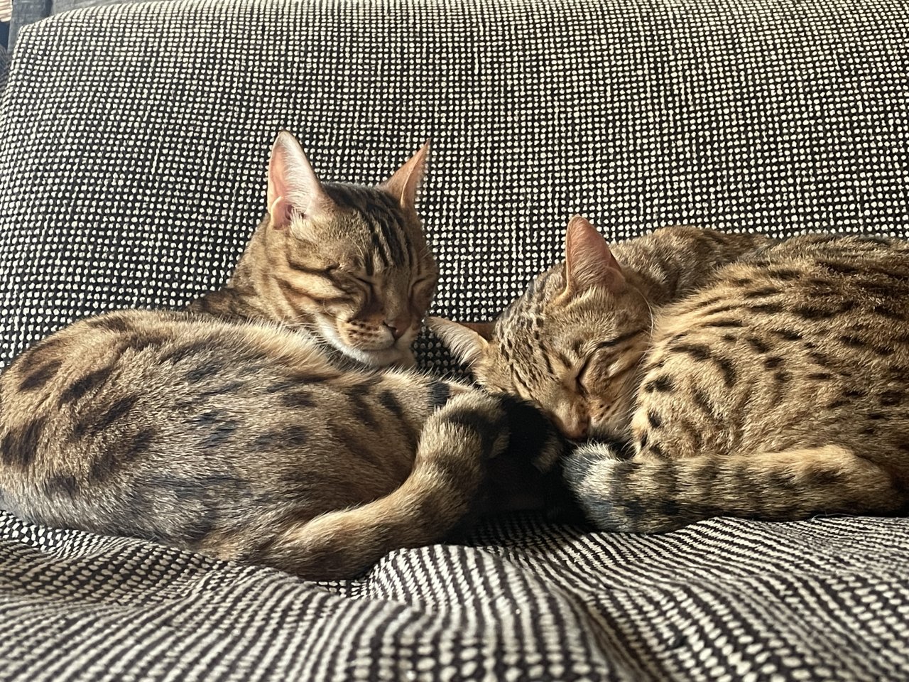 2 Bengalkatzen zu verkaufen - Bengal - Hilden