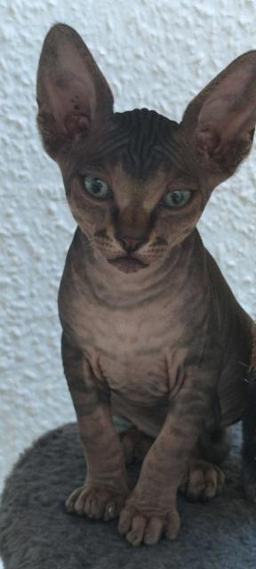 Canadian Sphynx Kater - Sphynx - Delmenhorst