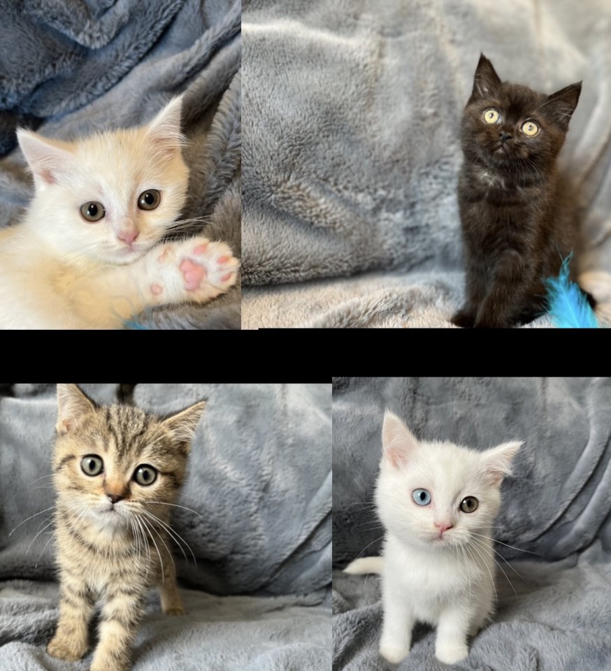 BKH Kitten Baby Katzen - British Kurzhaar - Hemer