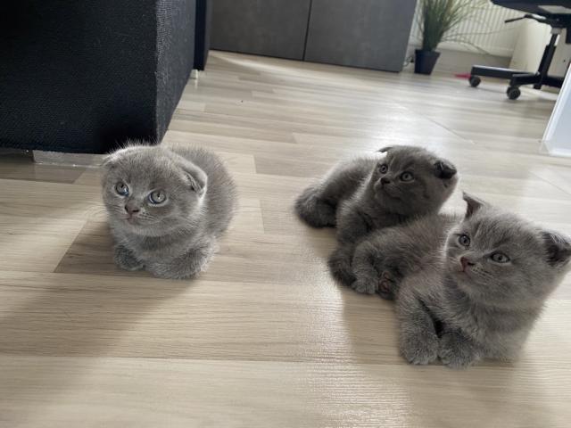 3x süße Scottish Fold Kitten (ab 02.08.)  - Scottish Fold - Berlin