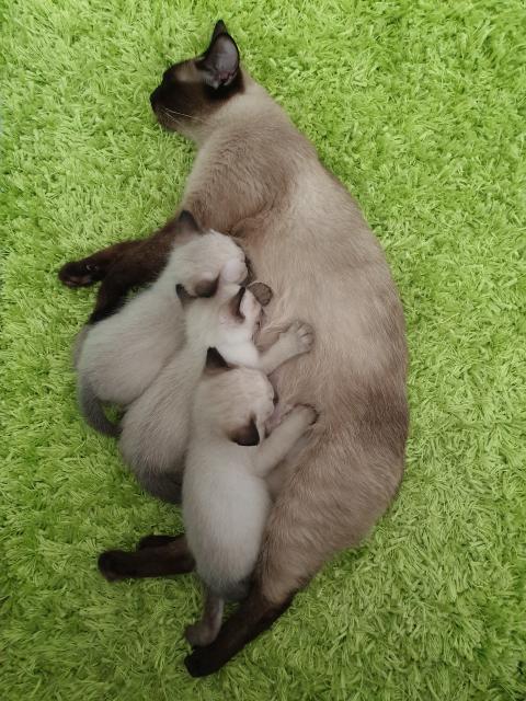 Siamkitten - Siam - Rastatt