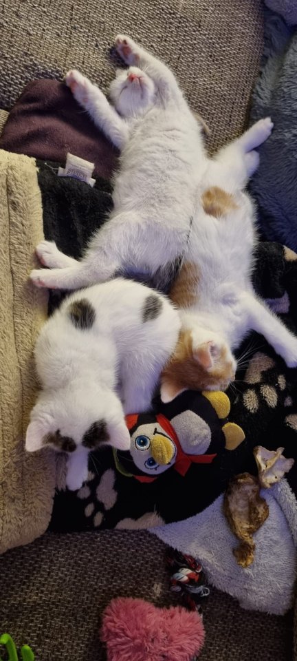 3 Miezis Hauskatzen absolut gesund - Hauskatzen - Vilsbiburg